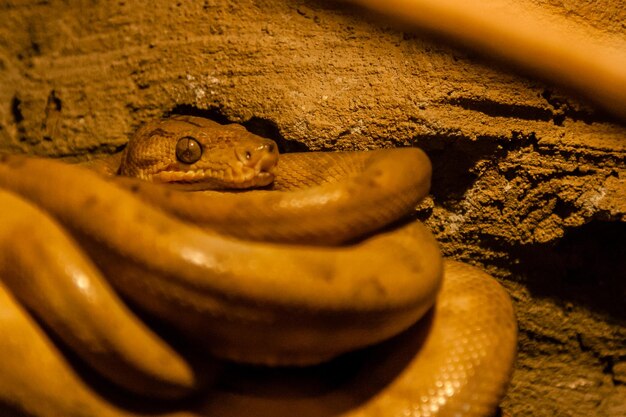 Serpiente enrollada en una bola