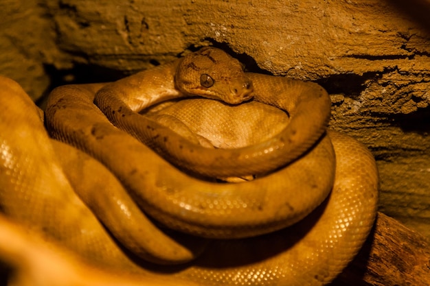 Serpiente enrollada en una bola