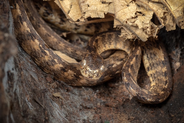 serpiente escondida en los agujeros del árbol