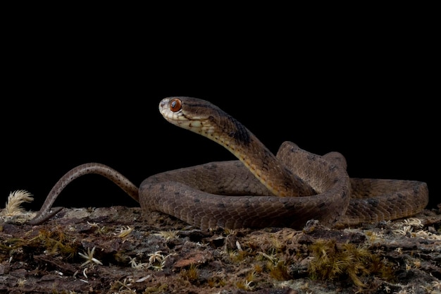 Una serpiente con un fondo negro