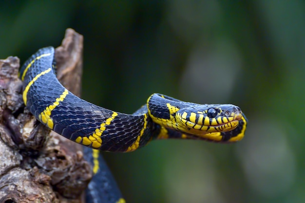 La serpiente gato de anillos dorados en posición de ataque