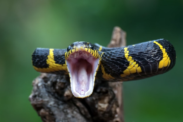 Serpiente gato de anillos dorados en posición de ataque