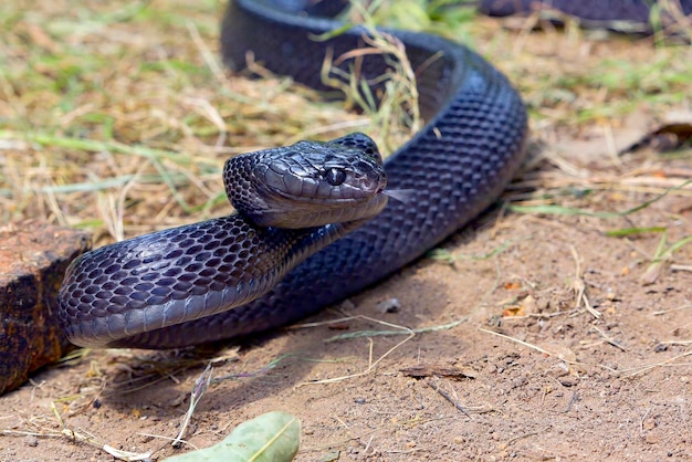 Serpiente gato de anillos dorados en posición de defensa