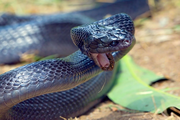 Serpiente gato de anillos dorados en posición de defensa