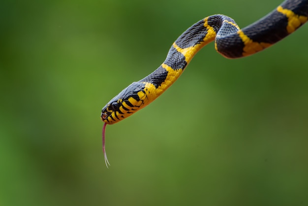 La serpiente gato de anillos dorados en varias posiciones.