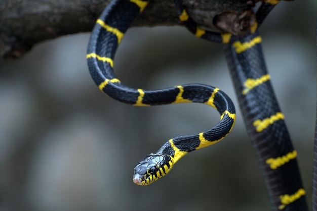 La serpiente gato de anillos dorados en varias posiciones.