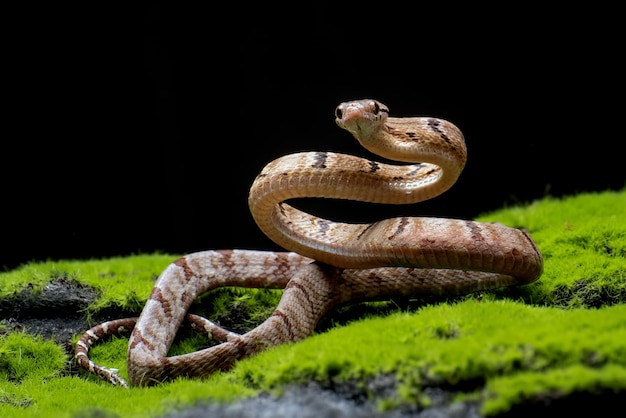 Serpiente gato dientes de perro en posición de ataque