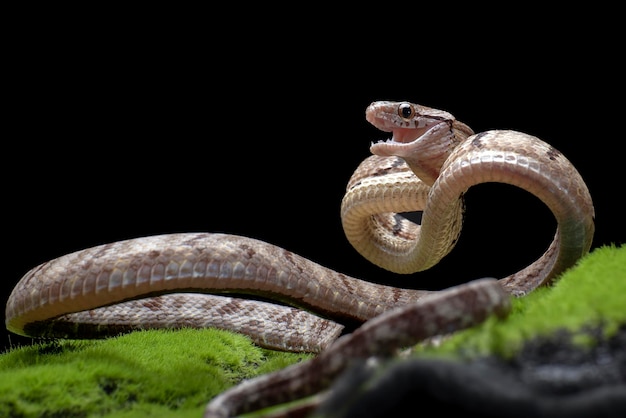 Serpiente gato dientes de perro en posición de ataque