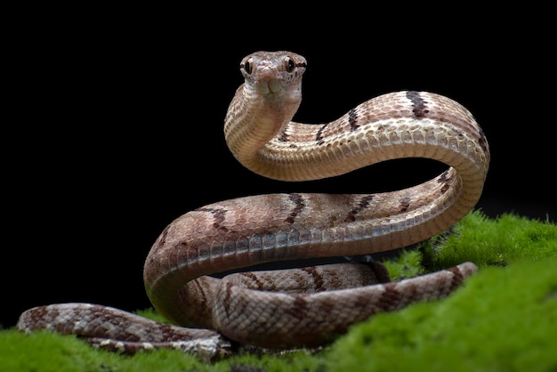 Serpiente gato con dientes de perro en posición de ataque