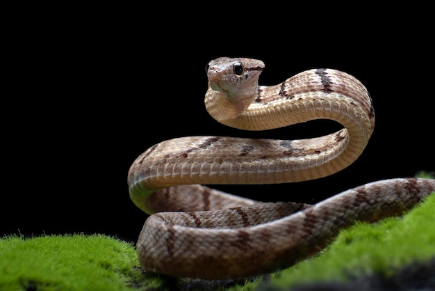 Serpiente gato con dientes de perro en posición de ataque