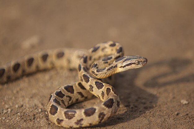 Serpiente gato de muchas manchas Serpiente gato de manchas grandes y serpiente gato jaspeada