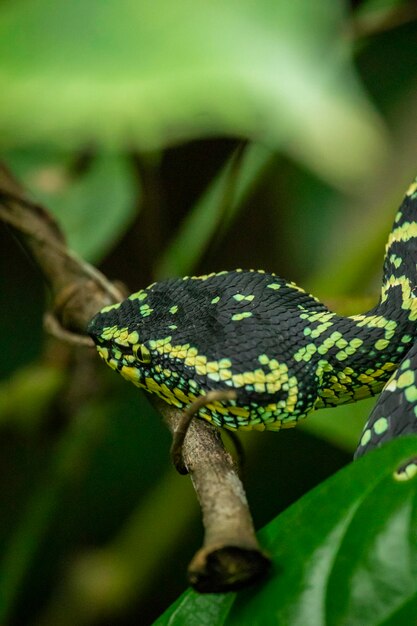 Serpiente de hoyo Wagler en el bosque