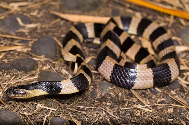 Serpiente krait anillada, Bungarus fasciatus, serpiente altamente venenosa en estado salvaje