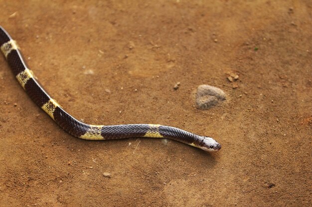 La serpiente krait malaya o el krait azul es una especie de serpiente muy venenosa