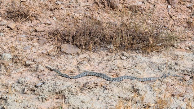 Serpiente larga y peligrosa en el campo