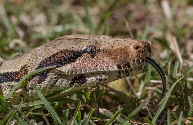 Foto una serpiente con una lengua larga está en la hierba.