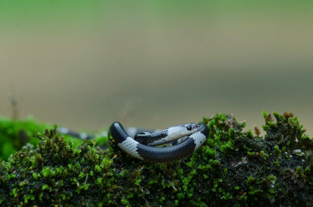 Foto serpiente de lobo congregada malaya (lycodon subcinctus)