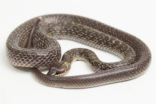 Serpiente lobo oriental Lycodon capucinus aislado sobre fondo blanco.