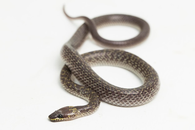 Serpiente lobo oriental Lycodon capucinus aislado sobre fondo blanco.