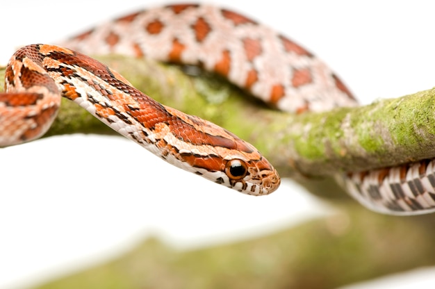 Foto serpiente de maíz en blanco