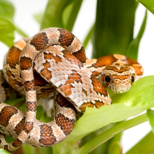 Foto serpiente de maíz en blanco