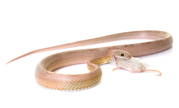 serpiente de maíz comiendo ratón