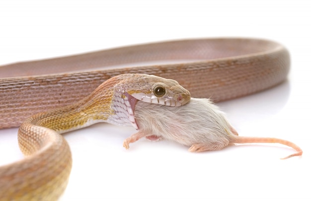 serpiente de maíz comiendo ratón