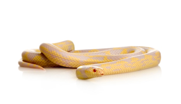 Foto serpiente de maíz - elaphe guttata delante en un blanco aislado