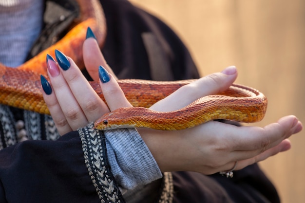 Foto serpiente de maíz naranja