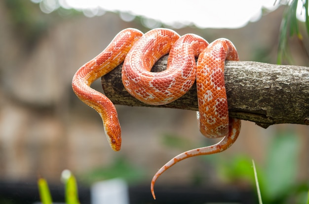 Serpiente de maíz en una rama