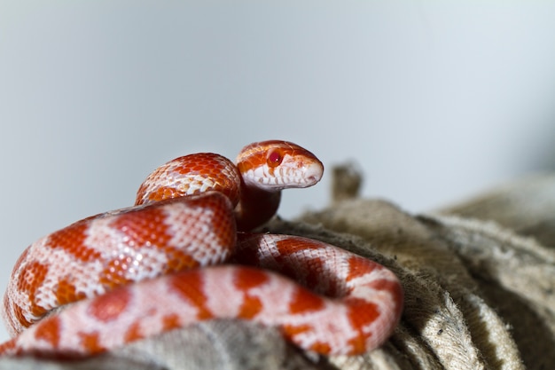 Serpiente de maiz roja