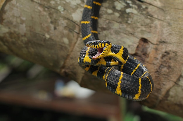 La serpiente de manglar o la serpiente gato anillada en oro es una especie de serpiente venenosa con colmillos