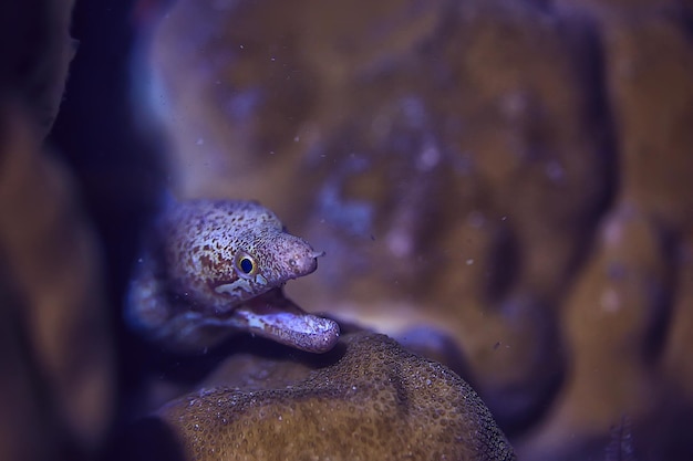Foto serpiente de mar bajo el agua / escena submarina de reptiles, asp venenoso peligroso