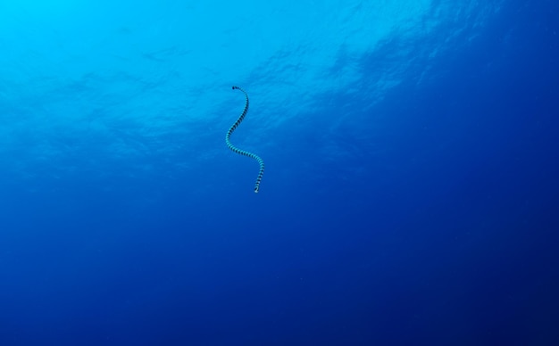 Serpiente de mar con bandas. Vida marina de la isla Apo, Filipinas.