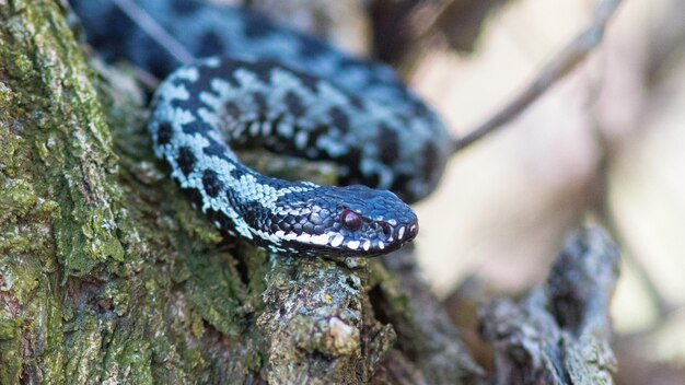 una serpiente con un ojo rojo y una franja negra en la cabeza