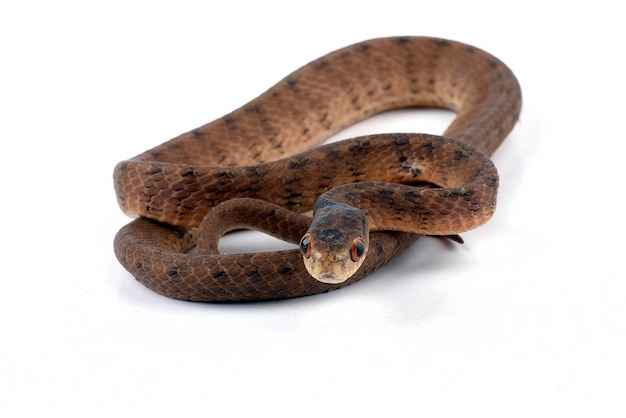 Una serpiente con un ojo rojo se sienta sobre un fondo blanco.