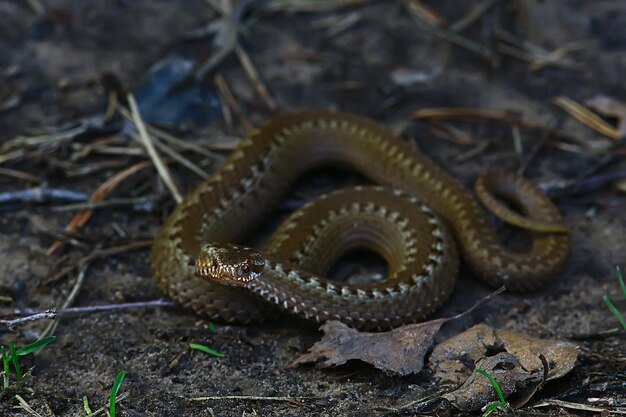 Serpiente peligrosa venenosa, víbora en la naturaleza, pantano de Rusia