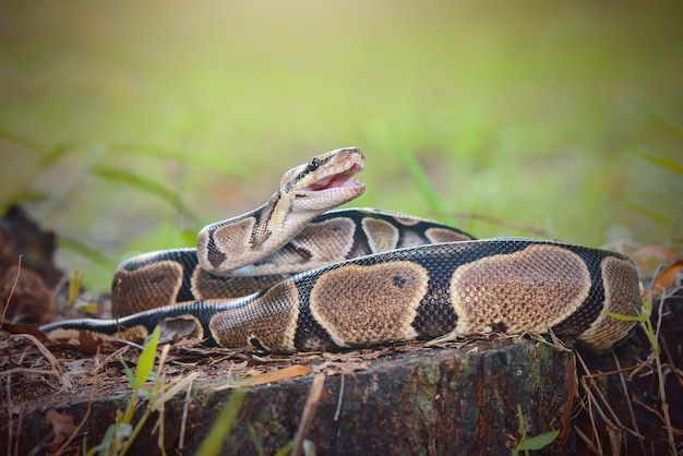 Serpiente phyton en el bosque tropical phiton