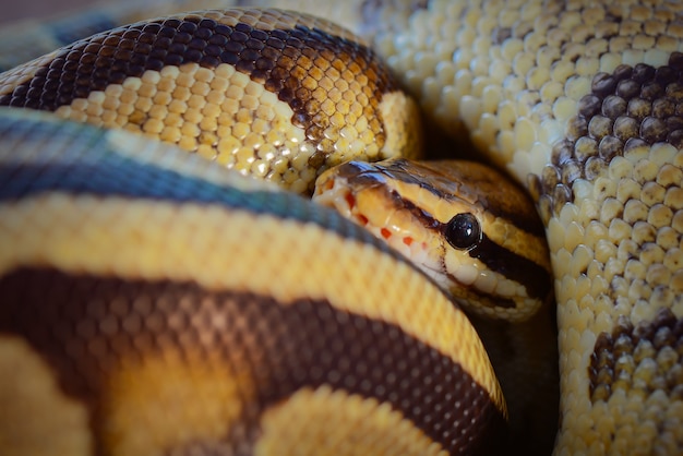 Serpiente Phyton en bosque tropical