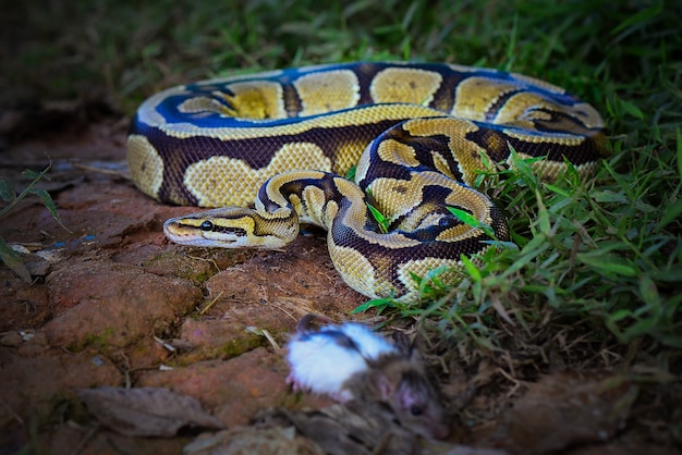 Serpiente Phyton en bosque tropical