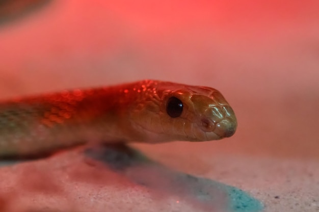 Serpiente picuda manchada roja