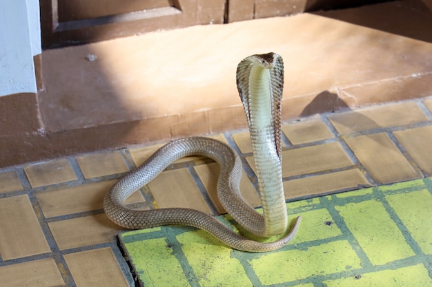 La serpiente en el piso textil