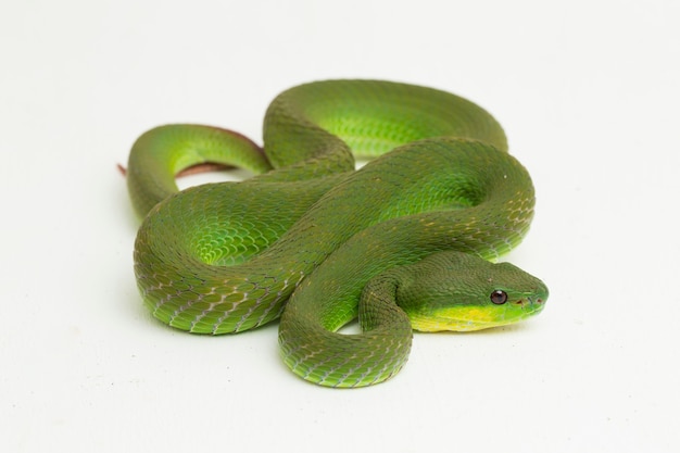 Serpiente Pit Viper verde de labios blancos sobre blanco