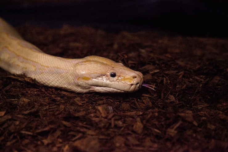 Foto la serpiente pitón albino birmana, la pitón bivittatus, es considerada una especie invasora en el sur de florida.