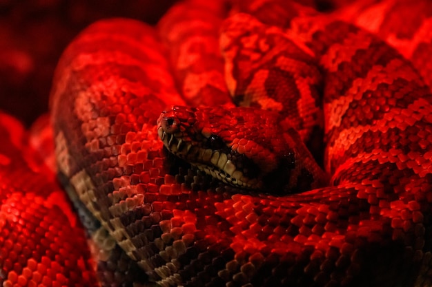 Serpiente pitón alfombra costera Morelia spilota mcdowelli