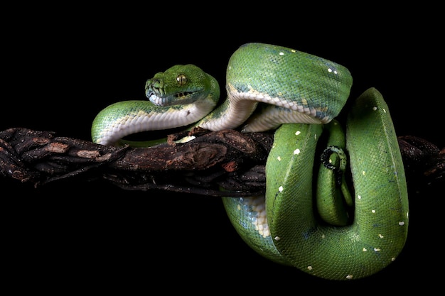 Foto serpiente pitón de árbol verde en la rama lista para atacar