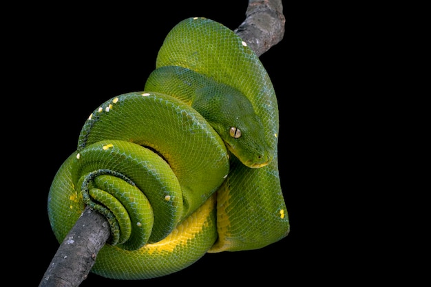 Serpiente pitón de árbol verde en rama