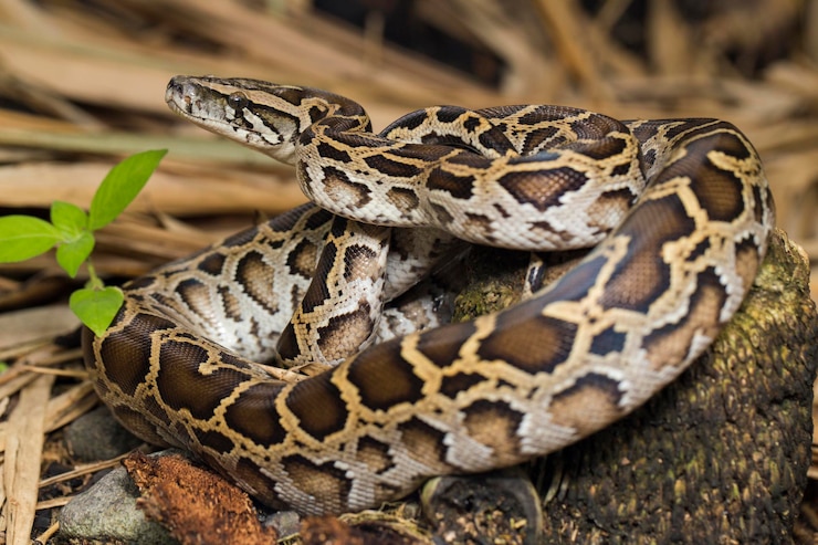 Foto serpiente pitón birmana molurus bivittatus