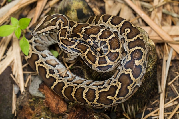 Serpiente pitón birmana molurus bivittatus