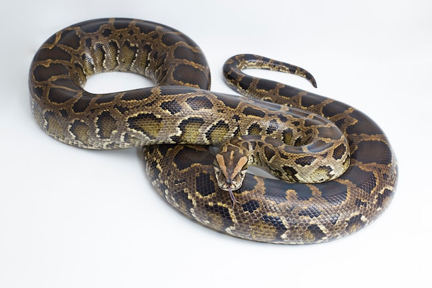 Serpiente pitón birmana Python molurus bivittatus aislado sobre fondo blanco.